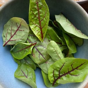 Harvested sorrel leaves - lime green in colour with striking deep red veins throughout the leaf
