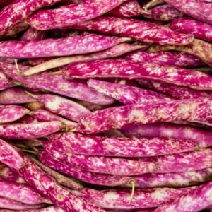Lots of bright pink borlotti beans that have been harvested. The pods are bright pink with smudges of creamy white