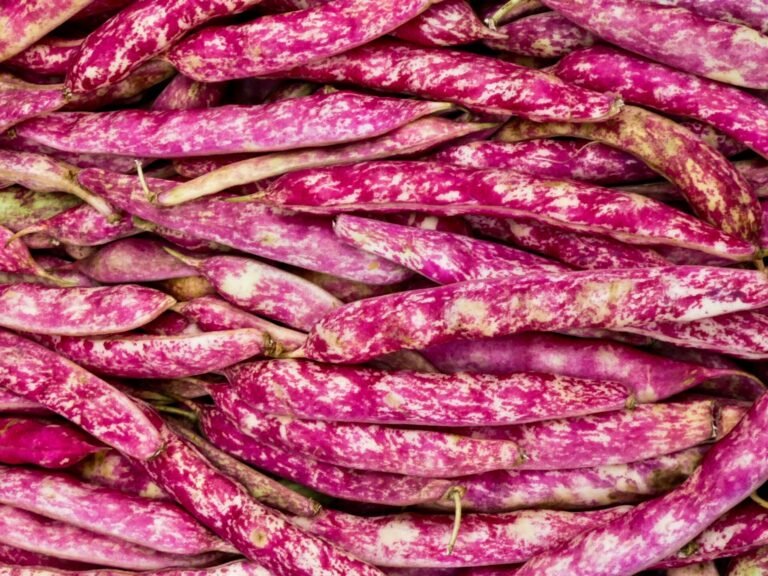 Lots of bright pink borlotti beans that have been harvested. The pods are bright pink with smudges of creamy white