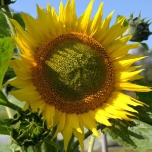 a large yellow sunflower