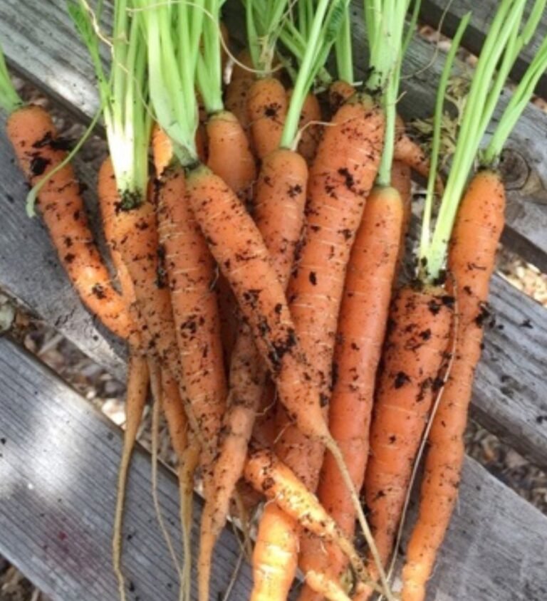 a bunch of container grown carrots