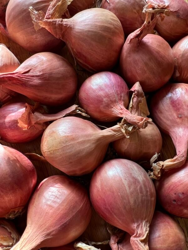 Organic Shallot 'Meloine' Sets