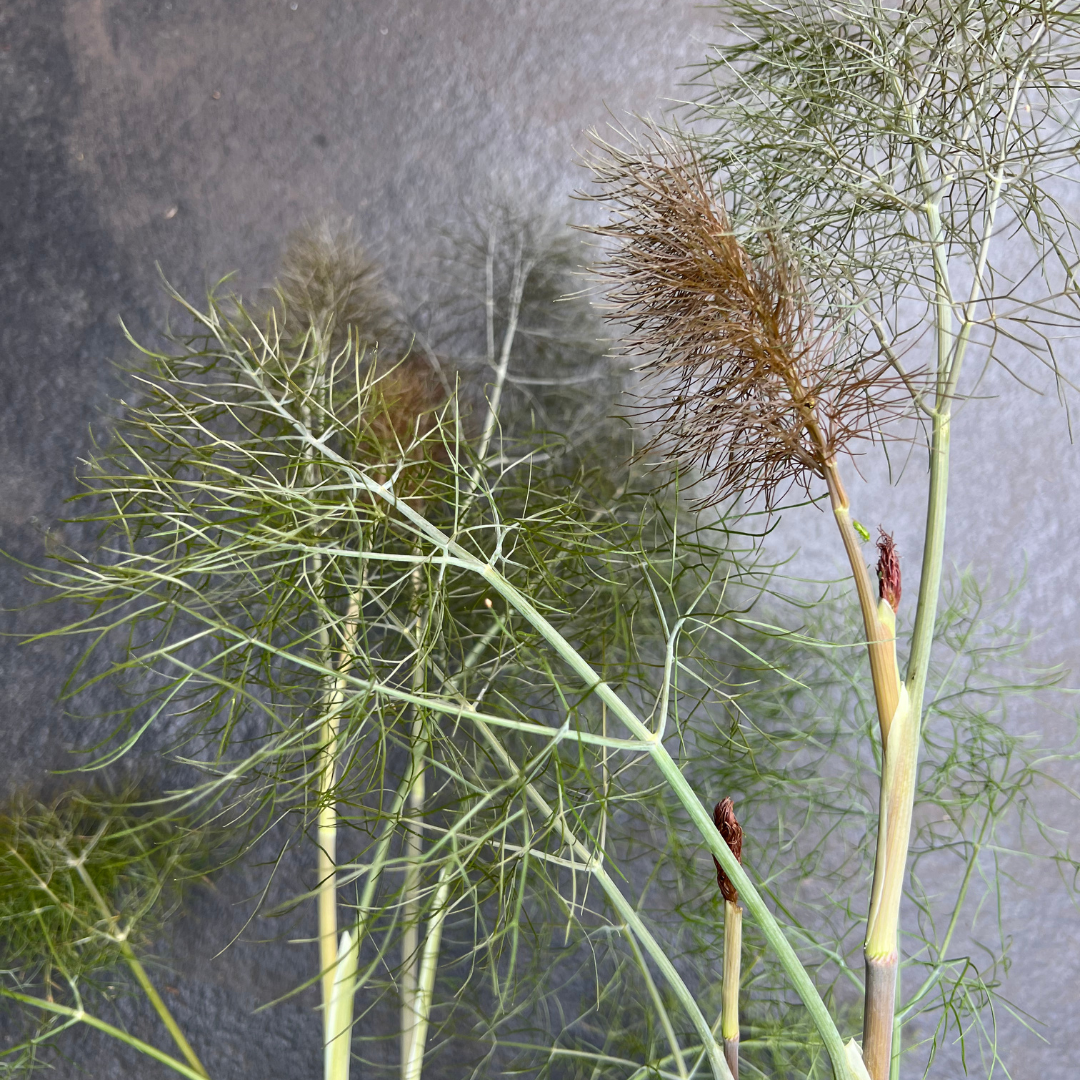 Bronze fennel