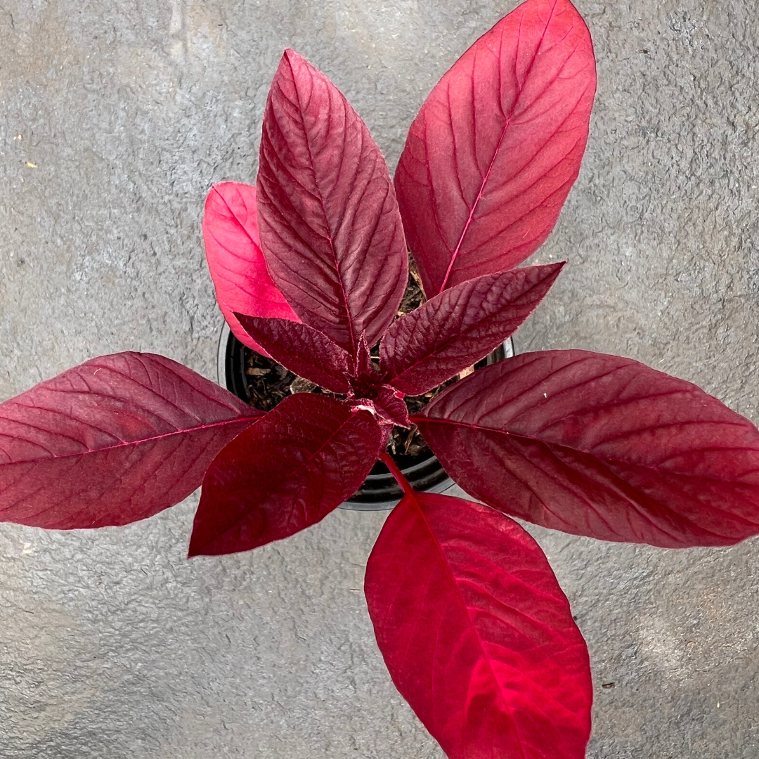 Red Orache