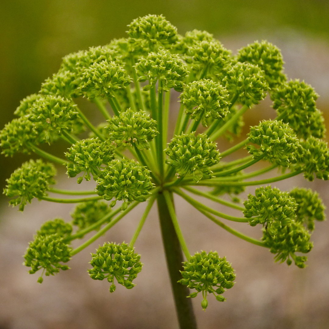 angelica