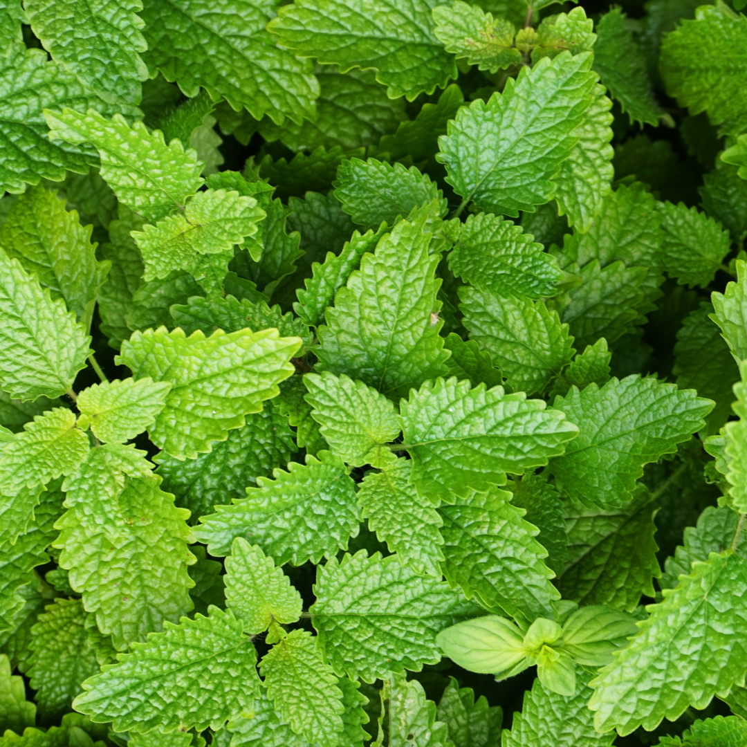 lemon balm