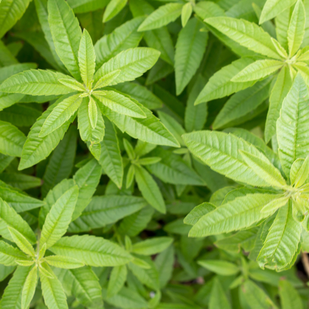 lemon verbena