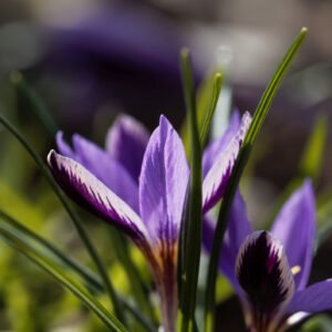 Crocus minimus bulb – small crocus with delicate purple markings – ideal for early spring – autumn planting