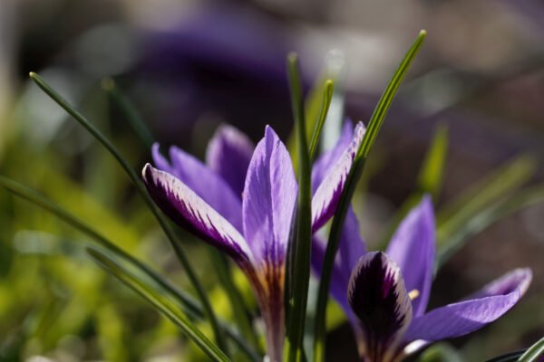 Crocus minimus bulb – small crocus with delicate purple markings – ideal for early spring – autumn planting