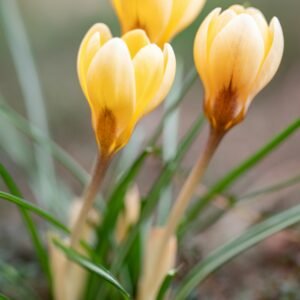 Crocus chrysanthus 'Romance' bulb – soft yellow petals – plant in autumn for spring flowers