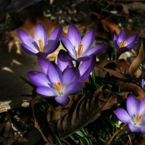 Crocus tommasinianus 'Ruby Giant' bulb – large purple crocus for naturalising – autumn planting