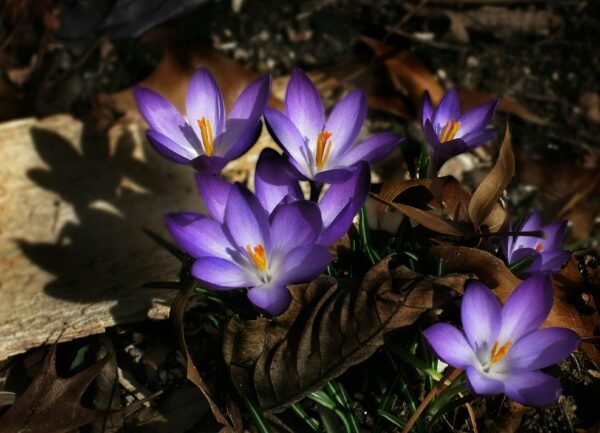 Crocus tommasinianus 'Ruby Giant' bulb – large purple crocus for naturalising – autumn planting