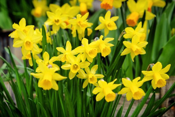 Narcissus 'Tête-à-Tête' bulb – miniature yellow daffodil – perfect for pots – autumn planting