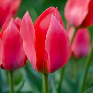 Tulip clusiana 'Annika' bulb – pink petals with white edges – compact botanical tulip – autumn planting