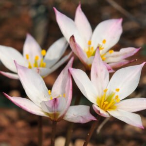 Tulip 'Hilde' bulb – creamy white tulip with blush tones – elegant form – autumn planting